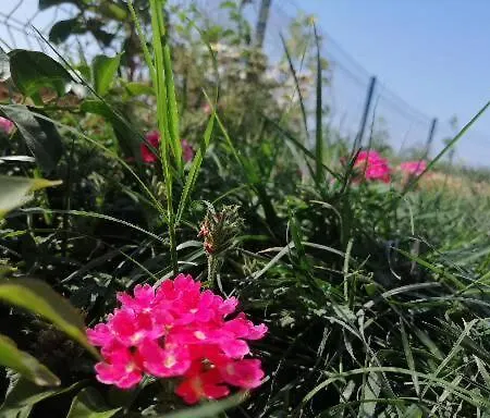 Deniz